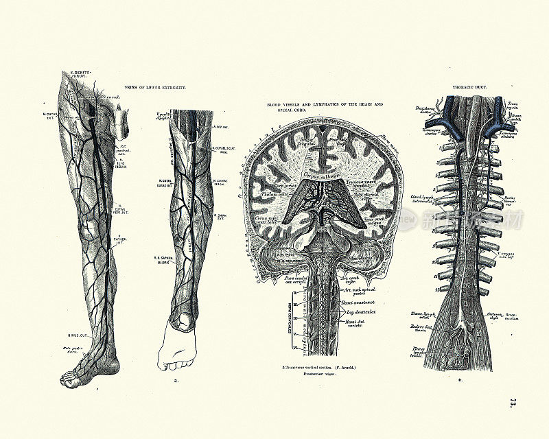 下肢静脉，脑和脊髓的血管和淋巴管，胸导管，十九世纪维多利亚时代的解剖学图