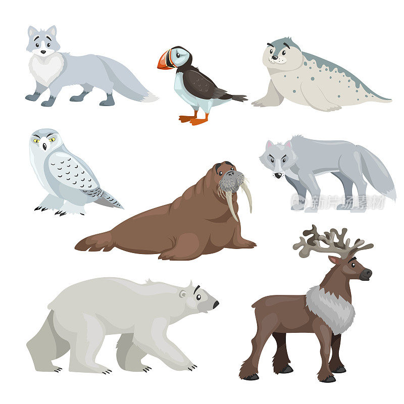 卡通极地和北极动物。雪狐、海豹、海雀、海象、狼、北极熊和驯鹿。教育矢量插图收集。