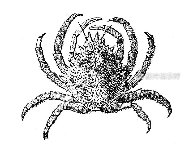 古色古香插图:马甲squinado，蜘蛛蟹