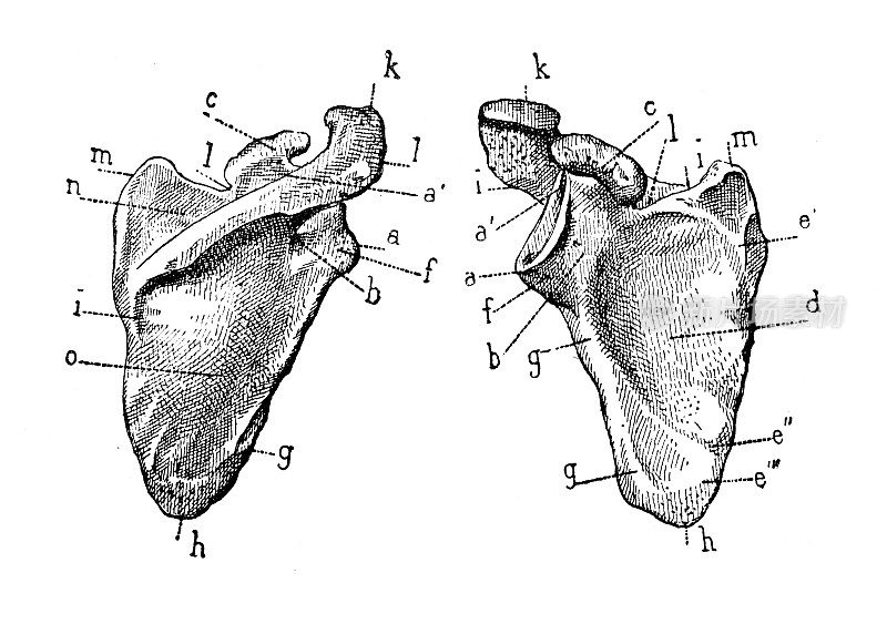 古董插图:肩胛骨