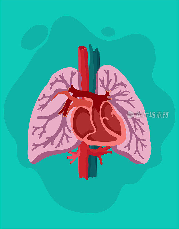人类的肺和心脏