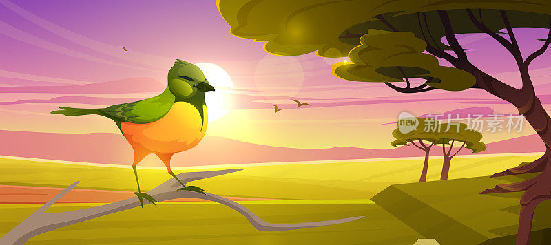 可爱的小鸟在日落时栖息在大草原的树枝上