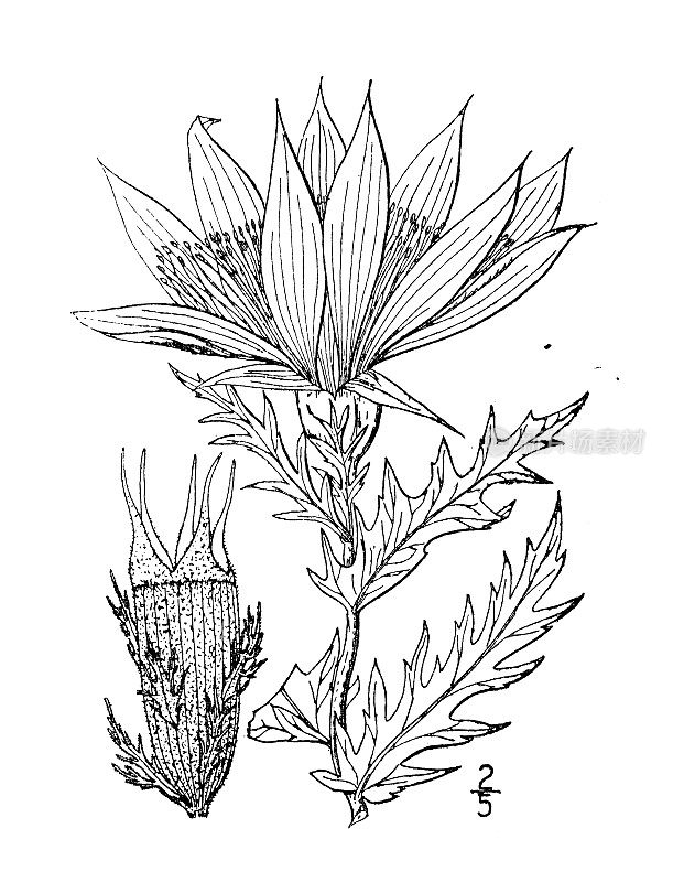 古植物学植物插图:门泽利亚decapetala，艳丽的门泽利亚