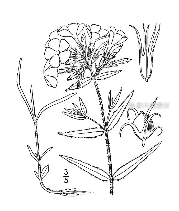 古植物学植物插图:夹竹桃、夹竹桃
