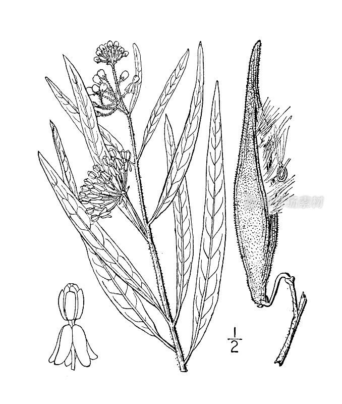 古董植物学植物插图:弗罗里达，弗罗里达马利筋