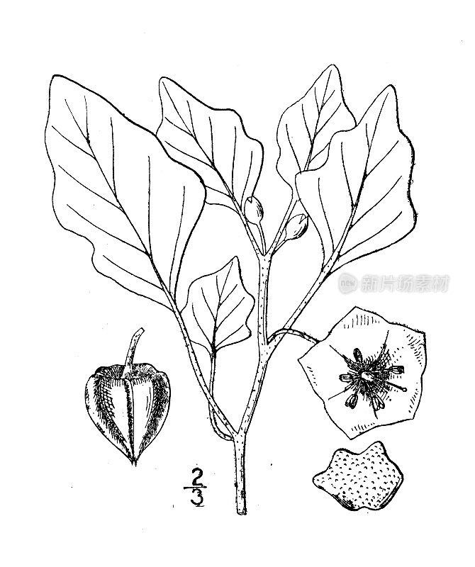 古董植物学植物插图:大叶梅花，紫色花樱桃