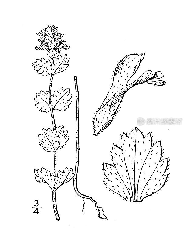 古植物学植物插图:美洲胡杨，毛白眉