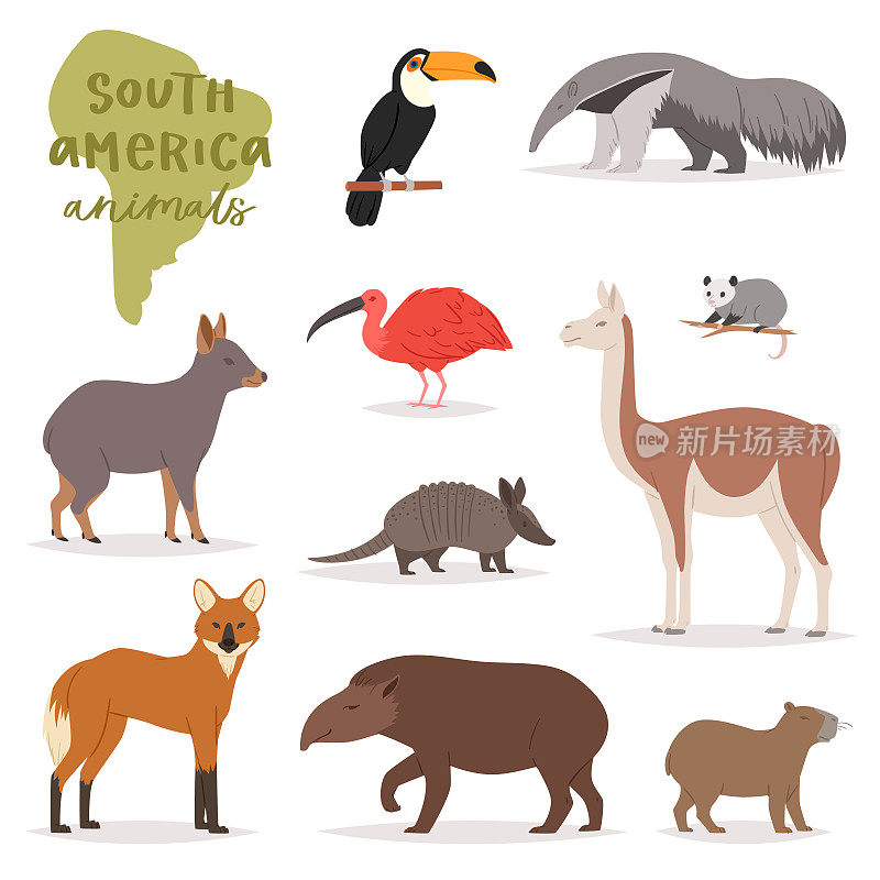南美动物病媒野生动物哺乳动物的特征