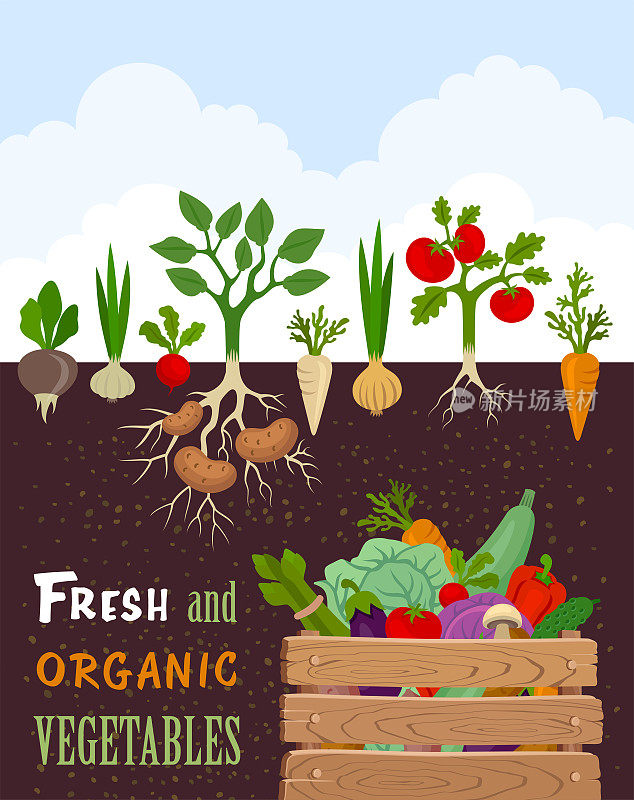 新鲜有机蔬菜装在木箱里。