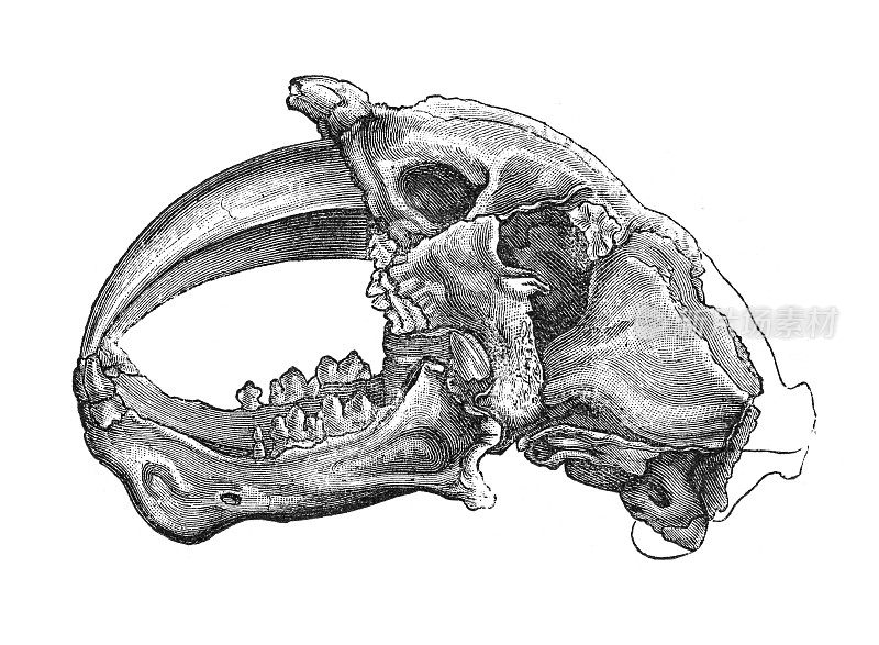 剑齿虎的头骨