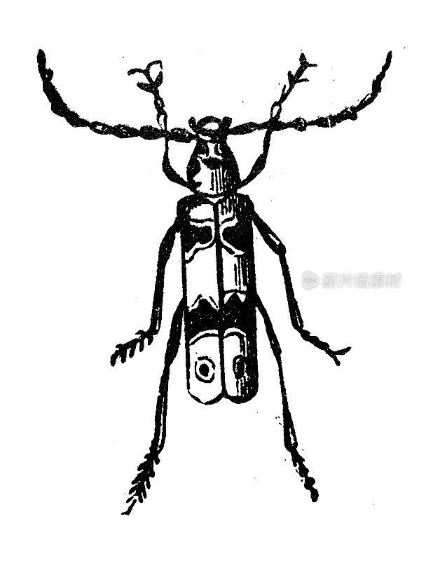 仿古雕刻插图:长角甲虫、天牛科