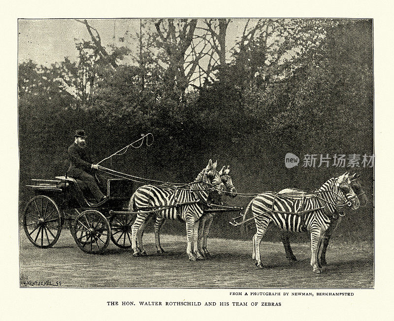 沃尔特・罗斯柴尔德和他的马车被斑马队拉着，1890年代，19世纪，古董照片
