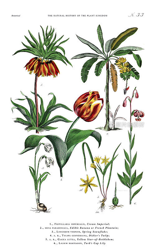 古董植物雕刻，植物王国的历史，维多利亚植物插图，板33，大约1853年