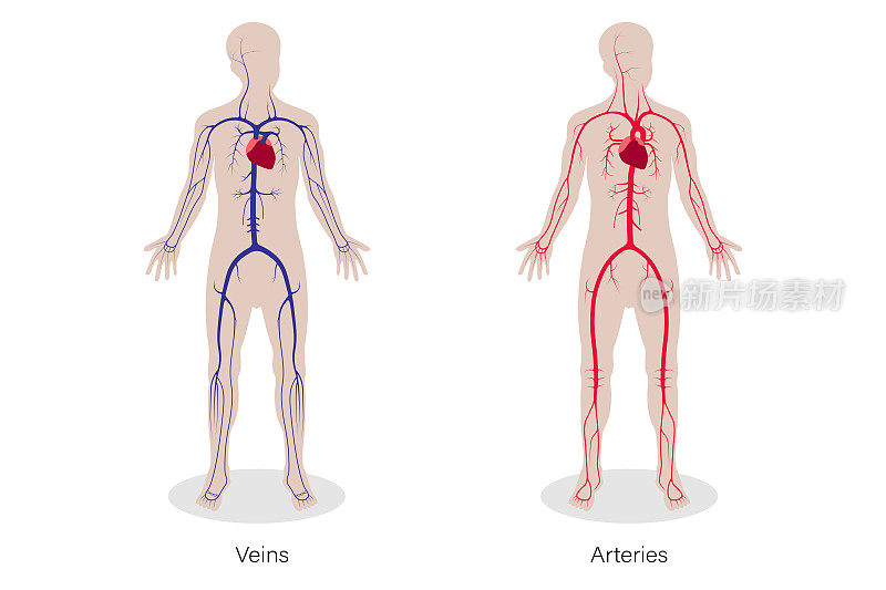 人体循环系统医学教育图。静脉和动脉。
