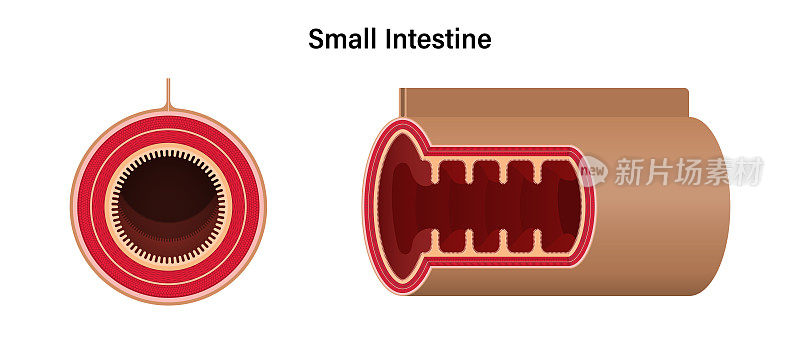 小肠。人体肠空肠横截面和纵截面。消化器官。医学教育。