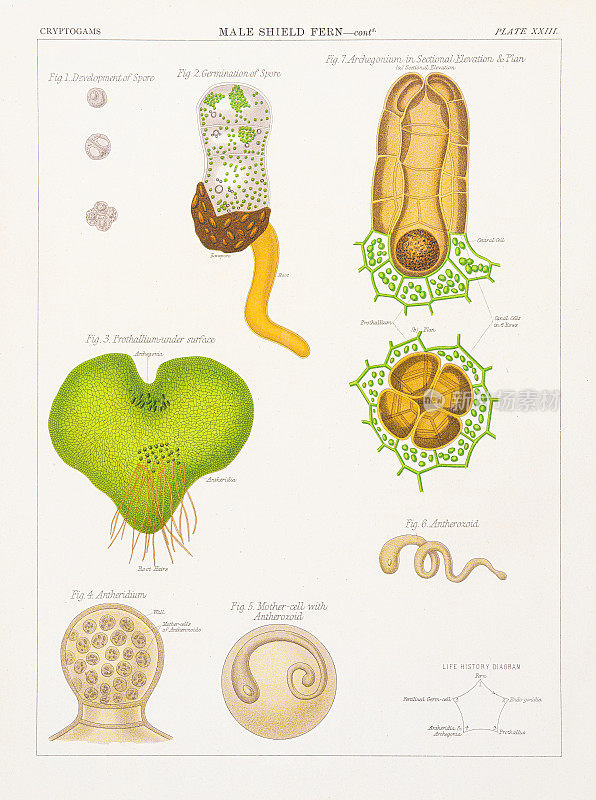 男性盾蕨色版印刷1883年