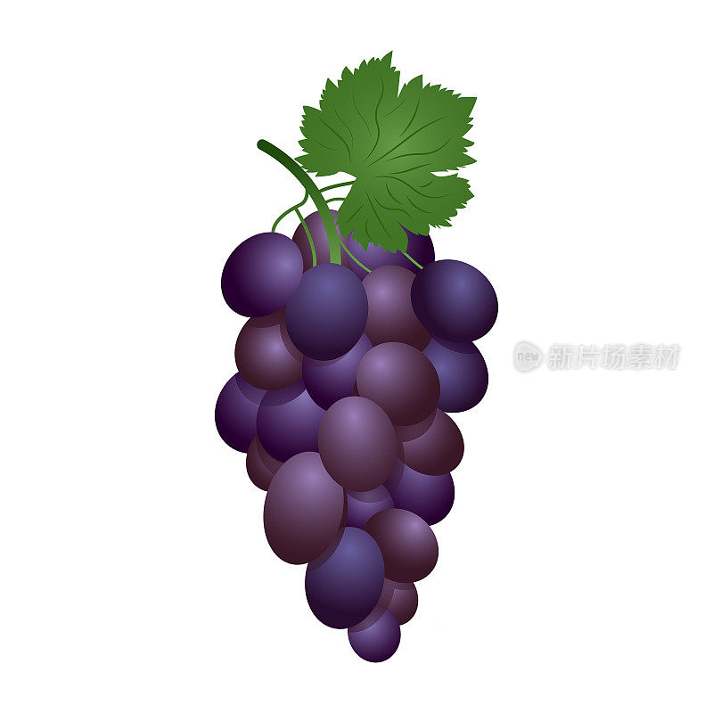 紫色鲜食葡萄。矢量插图写实风格