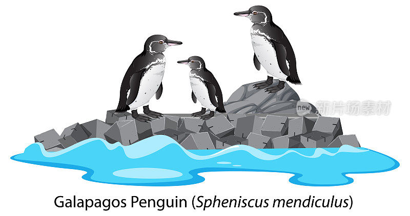 加拉帕戈斯企鹅卡通在岩石上