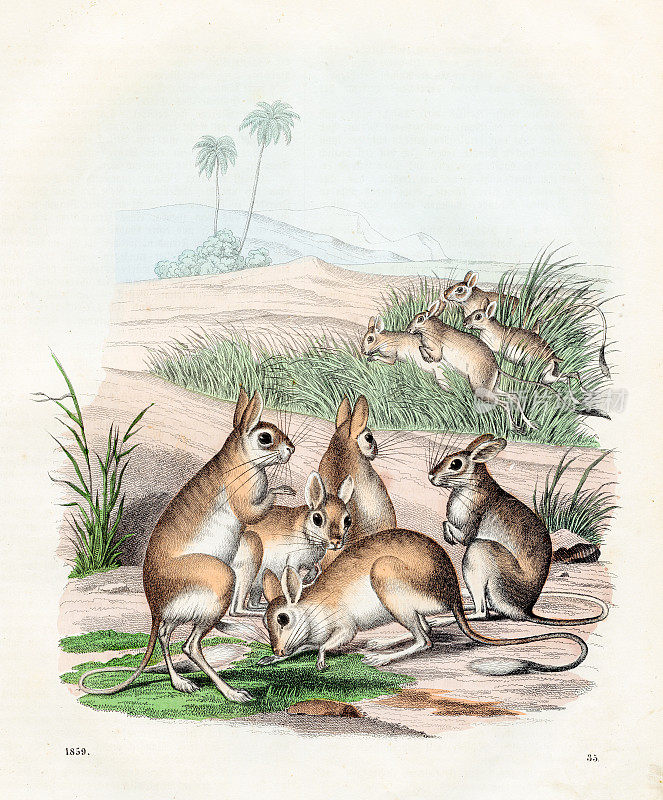 跳鼠-非常罕见的盘子从“世界之书”1859年