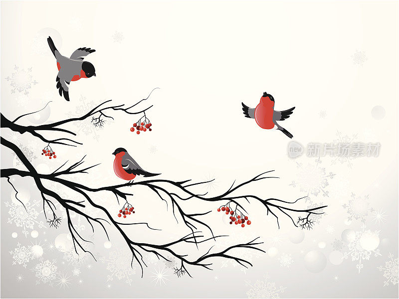 树枝和鸟类红腹灰雀