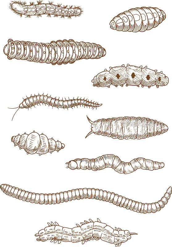 毛虫、蠕虫和幼虫的草图