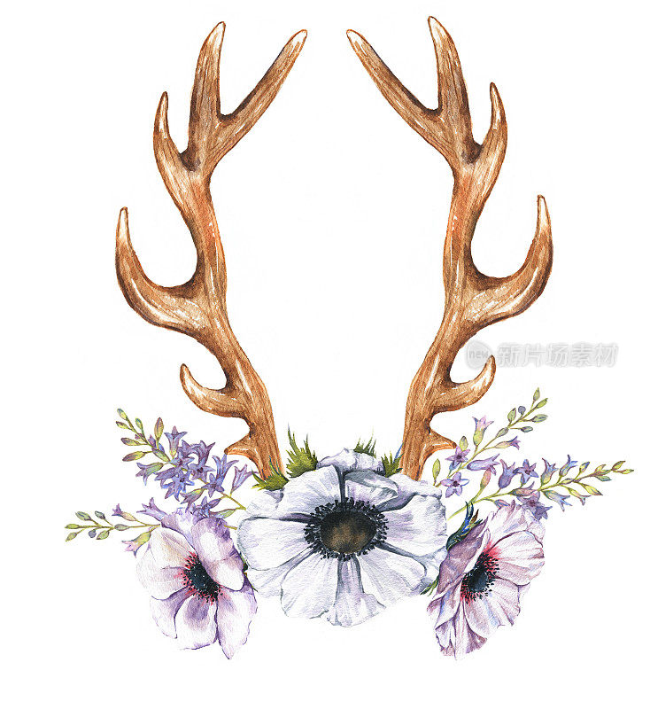 水彩银莲花，风信子和鹿角