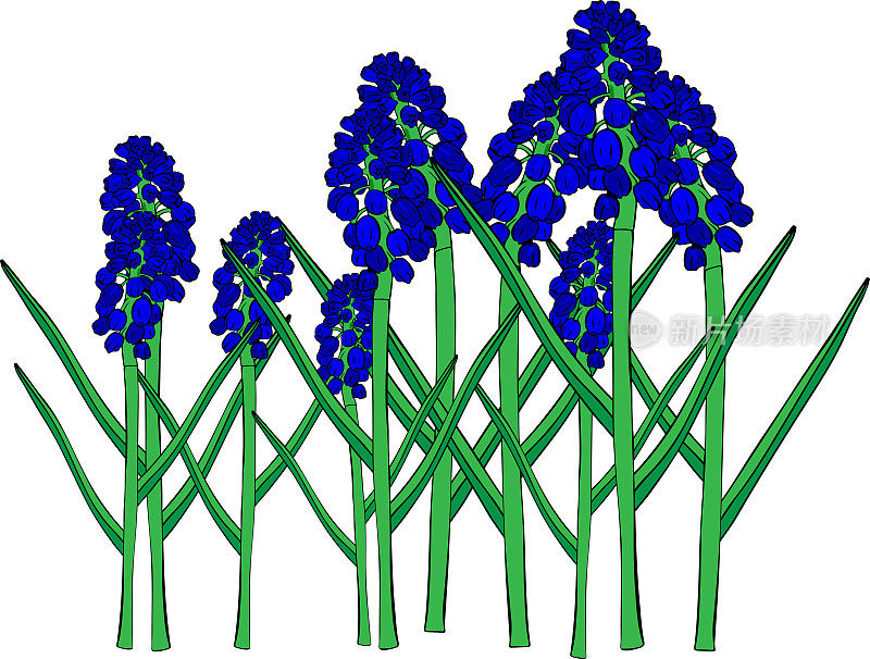 春天的蓝色花朵，麝香花或鼠风信子