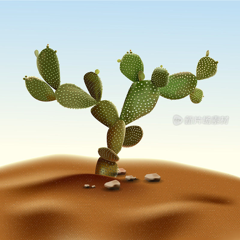 现实的沙漠仙人掌仙人掌梨。仙人掌产于沙漠中，栖息于沙石之中。现实的3d体积矢量插图天空的背景