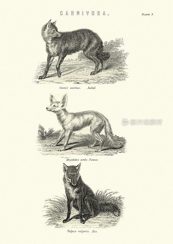 野生动物，豺，耳廓狐狸，19世纪的狐狸雕刻