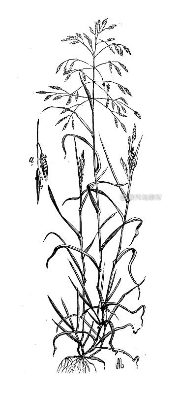 古植物学插图:一年生草甸