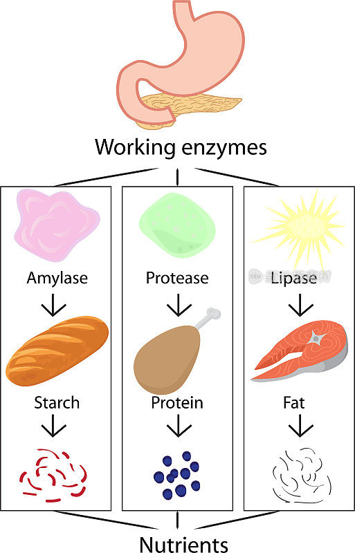 酶把消化的食物转化为营养物质的工作