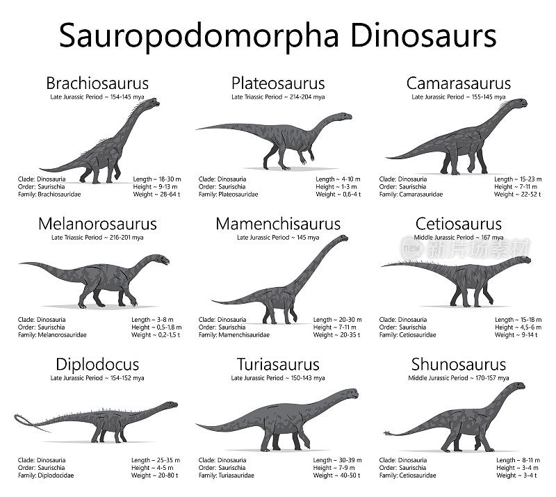 蜥脚形亚目恐龙。单色矢量插图的恐龙孤立在白色的背景。一套古老的生物，具有大小，重量，分类和生活时期的信息