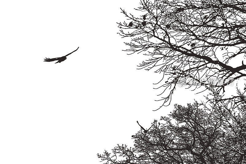 鹰飞过树林