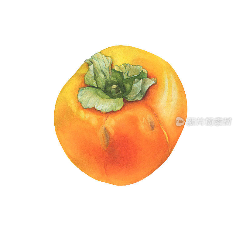 成熟的完整的橘黄色柿子果实(又称柿、金苹果、沙伦或金苹果)。手绘植物水彩画插图孤立的白色背景