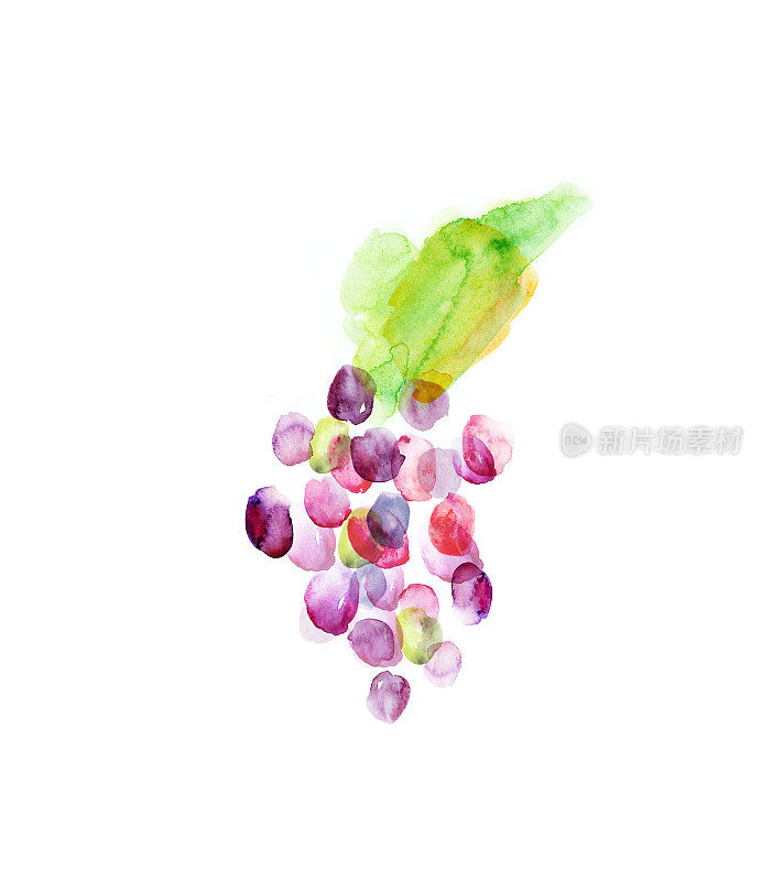 水彩摘葡萄串浆果