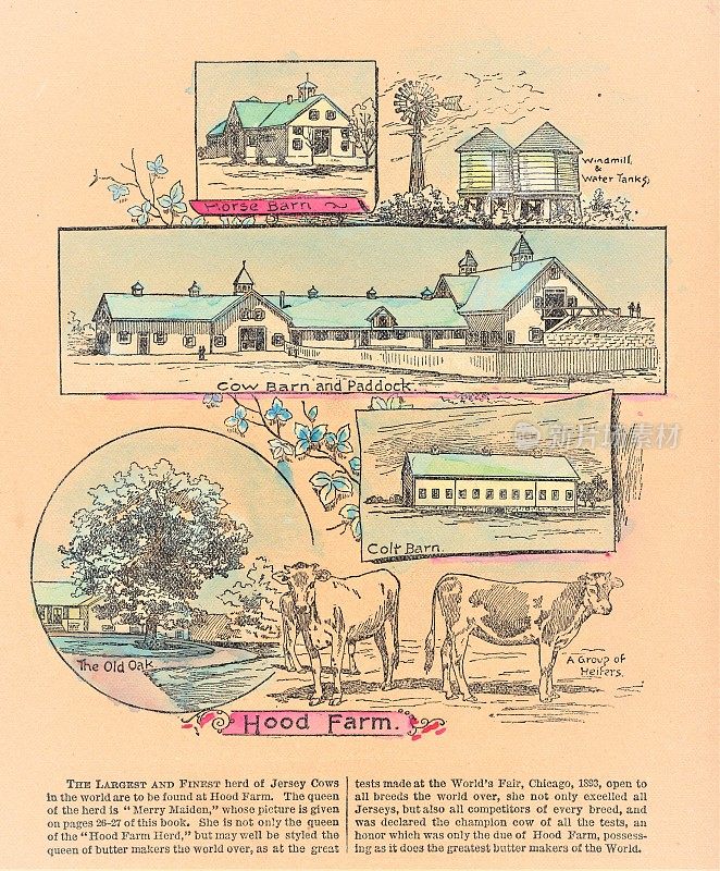 谷仓，泽西奶牛，农场，19世纪