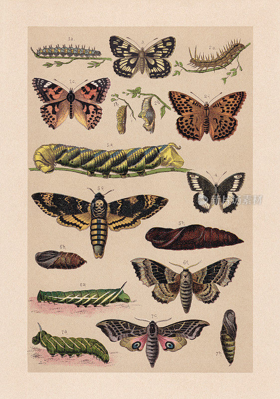 蝴蝶(鳞翅目)，彩色印刷，1889年出版