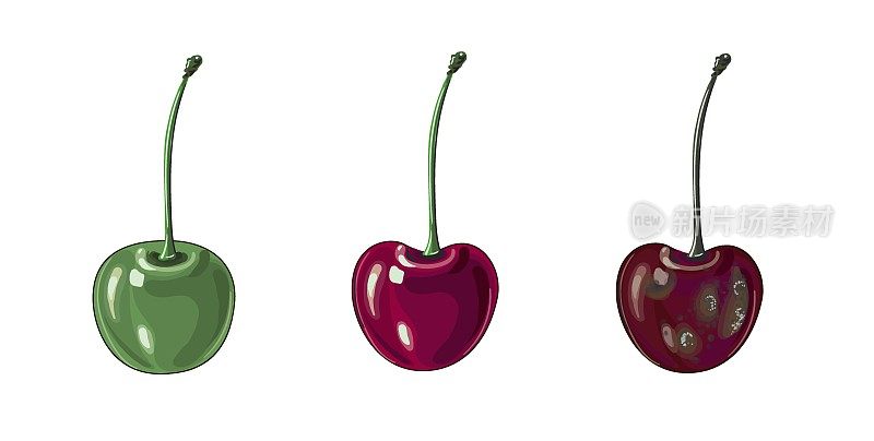 一组三个樱桃在一个卡通风格未成熟的樱桃，成熟和腐烂。水果。大自然。股票矢量插图孤立的白色背景。