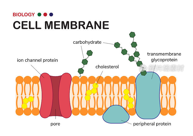 生物图显示了生物体内包住细胞的细胞膜或质膜的结构