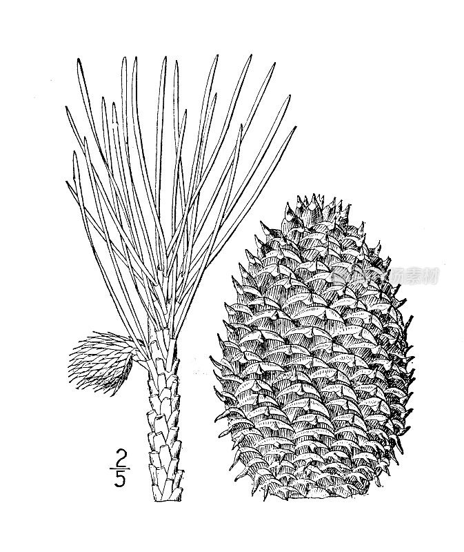 古植物学植物插图:庞根松，平山松，山核桃松