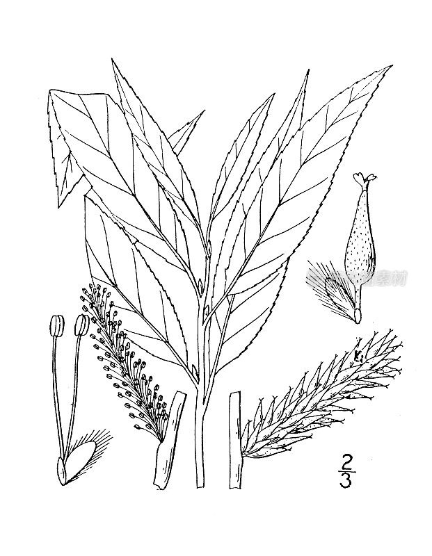 古植物学植物插图:柳柳、丝柳