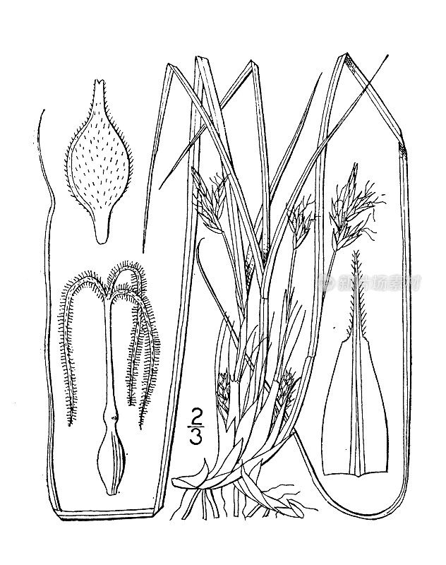 古植物学植物插图:黑边苔草，黑边莎草