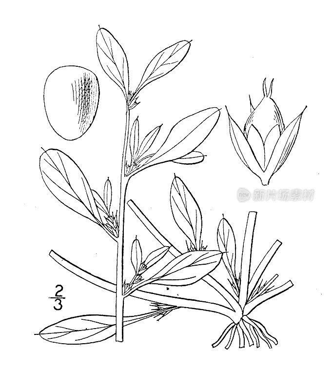 古植物学植物插图:白苋菜、匍匐苋菜