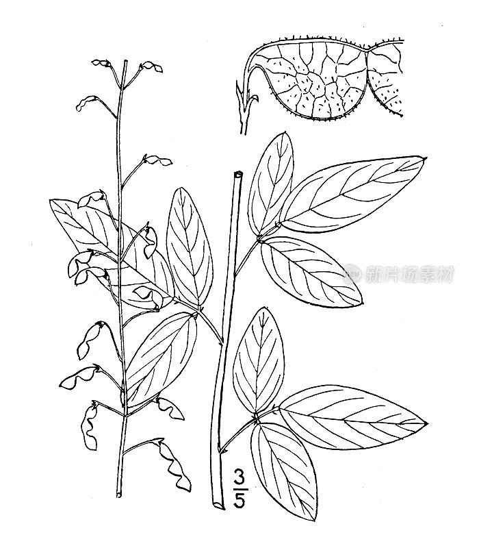 古植物学植物插图:梅花，三叶草