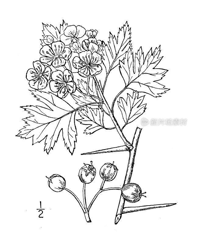 古植物学植物插图:山楂、山楂