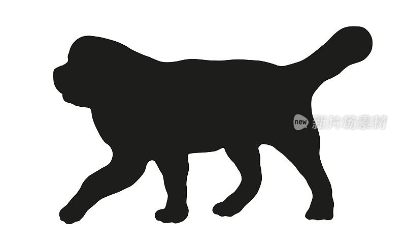 纽芬兰小狗散步。黑狗轮廓。宠物的动物。孤立在白色背景上。