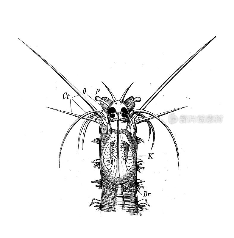 古代生物动物学图像:杜梅里