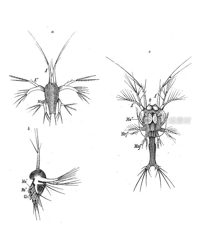 古董生物动物学图像:对虾幼虫