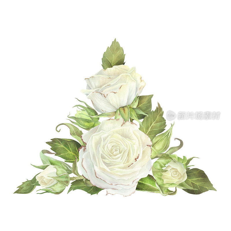 白玫瑰的三角形组成，花蕾和叶子。水彩植物插图。孤立在白色背景上。贺卡、婚礼请柬、化妆品包装设计