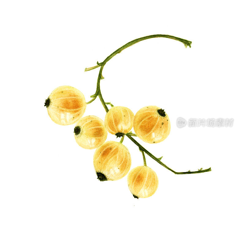黄醋栗水彩植物手绘插图孤立在白色背景上